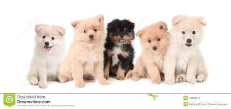 Pomeranian dog with blue backdrop. Pomeranian Puppies LIned Up On White Background Royalty Free Stock Photography - Image: 13808577