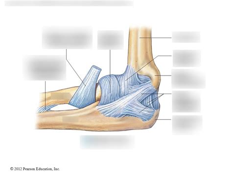 Elbow Joints Diagram Quizlet