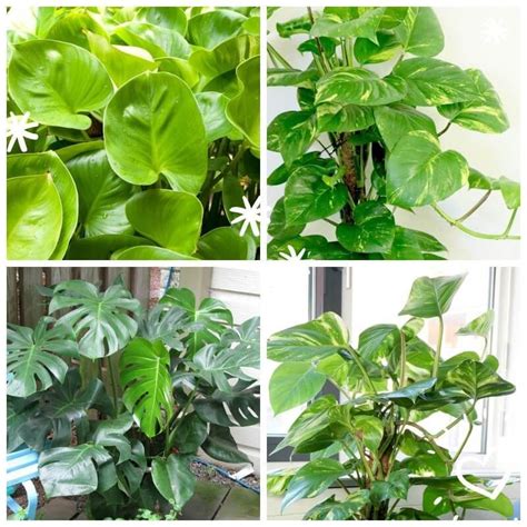 Most Popular Houseplants How To Identify And Care Images House