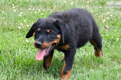 Great news!!!you're in the right place for free rottweiler puppies. Rottweiler puppy for sale near Fort Wayne, Indiana. | a112b6af-a601