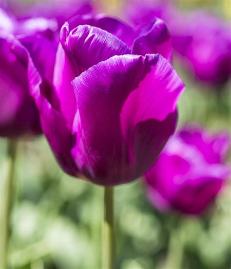 How To Care For Tulips In A Pot After They Bloom - How To Care For Store Bought Potted Tulips