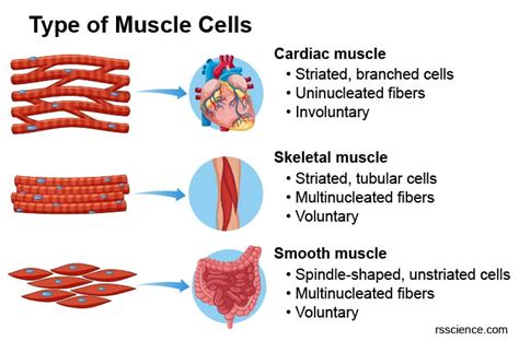 Structure And Function Of Skeletal Smooth And Cardiac Muscle Tissue