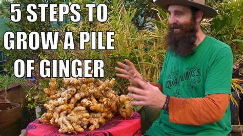 5 Steps To Grow A Pile Of Ginger From Planting To Harvest Youtube
