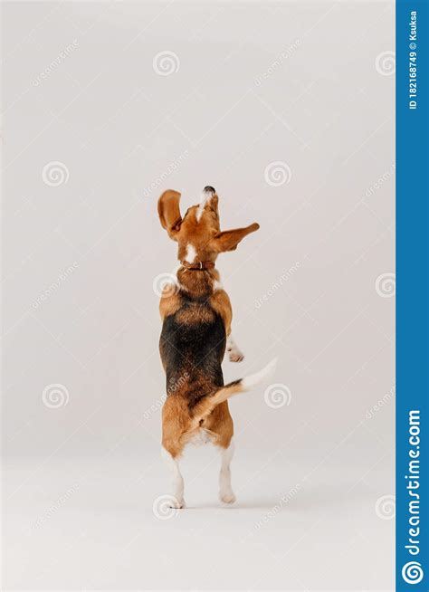 Happy Beagle Dog Jumps Up On White Background Rear View Stock Image