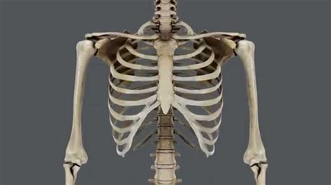 Huesos Del Tórax Anatomía Funciones Tipos Partes Y Más
