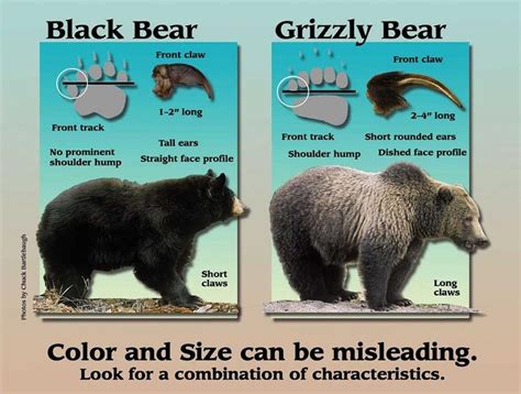 Black Bear Or Grizzly Should Hunters Be Tested On Knowing The
