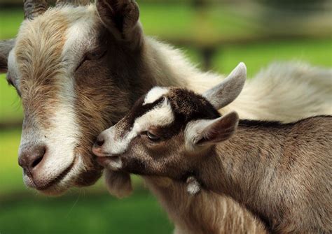 Baa Baa Mama Goats Remember Their Babies Cries Live Science