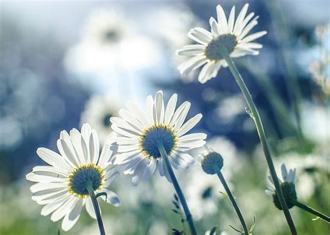 Selective Focus Of White Daisy Flower Daisies Hd Wallpaper Wallpaper