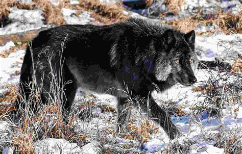 Wolf Dog Black Price Tabitomo