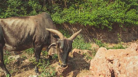 A Big Bull With Huge Horns Eats A Grass On A Sunny Day Stock Image