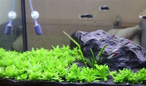 The fine gravel substrate also helps does anyone know where a good place is to order dwarf hair grass? Pin on Fish Tanks