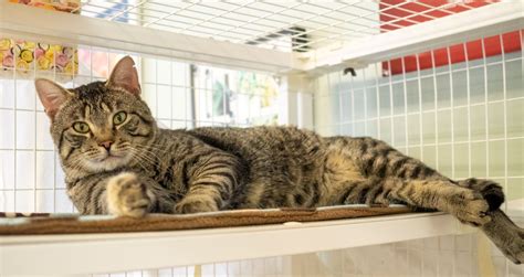 58 Best Photos Meow Cat Rescue Washington About Meow Meow Cat