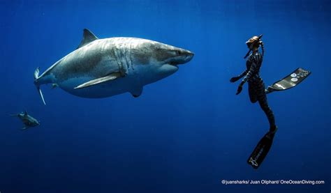 ocean ramsey swims with enormous great white shark in hawaii