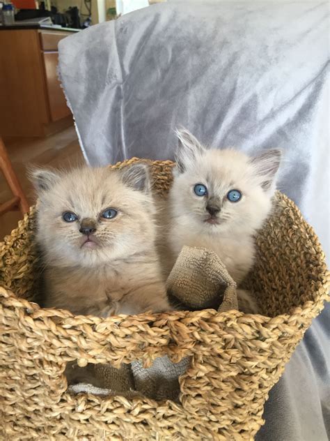 36 Best Images Blue Mink Ragdoll Cat Ragdoll Kittens For Sale