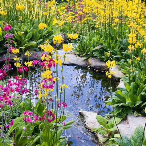 My Favourite Plants For A Garden Pond Water Plants For Ponds Plants