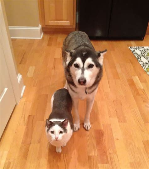 Do A Double Take With These Different Animals That Look Alike