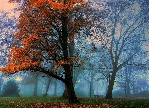Autumn Fall Foggy Fog Leaves Splendor Autumn Splendor Lanterns