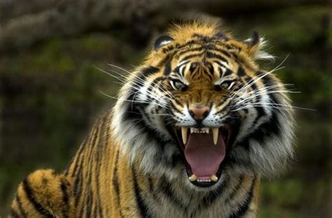 Eyes Of The Tiger Poster By Michael Dawson Sumatran Tiger Tiger