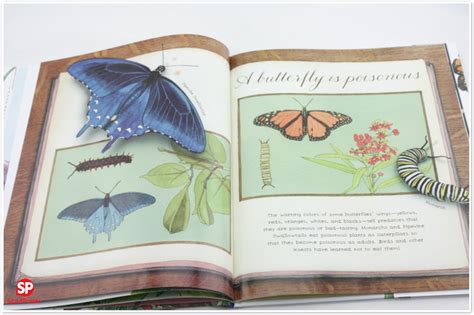 A Butterfly Is Patient 有耐心的蝴蝶 儿童英文百科读物绘本 善本图书spbooks