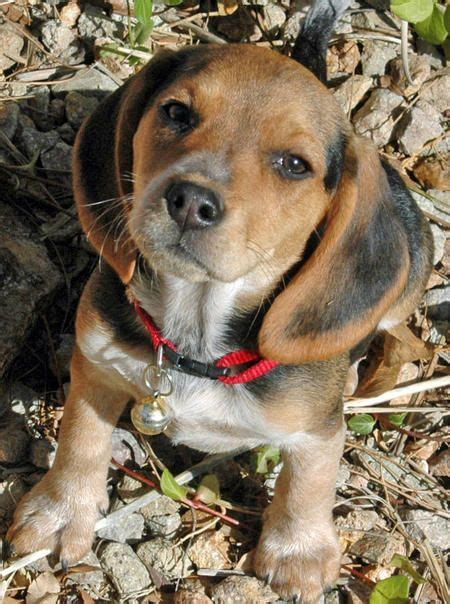 Puppy Breed Beagle Via The Daily Puppy Hi My Name Is Mya