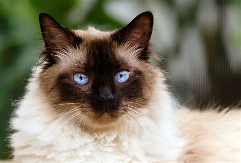 Himalayan Cat Breed Personality History And More Modern Cat