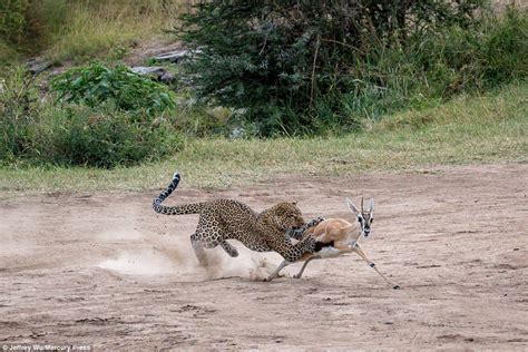 Leopard Pounces On Unsuspecting Gazelle And Kills Her Prey Daily Mail Online