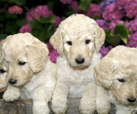 Labradoodle Puppies For Sale From Uptown Puppies