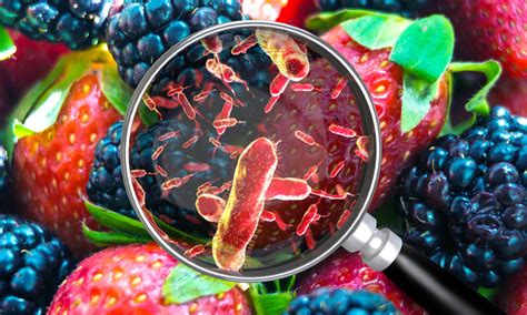 A Full View Of Foodborne Microbes New Food Magazine