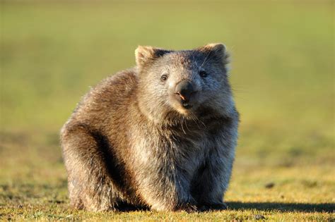 Wombat El Pequeño Marsupial Australiano Que Te Sorprenderá Por Su