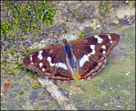 Wild And Wonderful Purple Emperor Butterfly At Chedworth Roman Villa