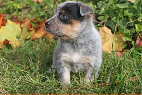 Queensland Heeler Puppy Dogs For Sale In Ventura County Southern