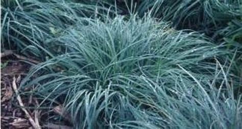 Carex Comans Blue Zinger Perennial Plant Sale Bloomin Designs Nursery