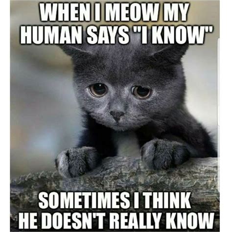 More Funny Pinterest Pins Funny Cat Memes Funny Animals Funny Cat