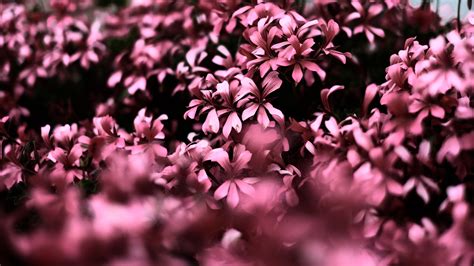 Pink Flowers Ultra Hd Blur 4k Wallpaperhd Flowers Wallpapers4k
