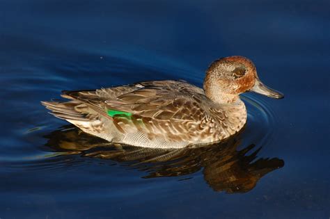 Tormentography Not Just A Small Duck A Green Winged Teal