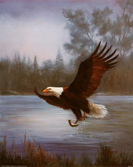 Eagle Fishing Art Print M Caroselli Art Com Bald Eagle Eagle