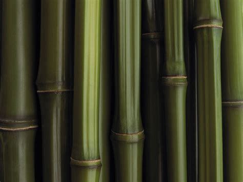Bamboo Desktop Wallpapers Wallpaper Cave