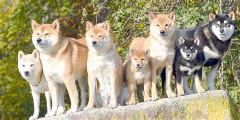 Akita Training And Behavior Akita Dogs And Puppies
