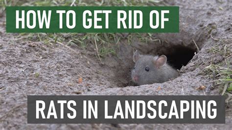 How To Get Rid Of Rats In Gardens And Ornamental Landscapes Youtube