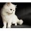 How Much Is The Grooming Cost Of Persian Cat  US News Breaking Today