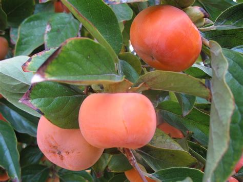 In Praise Of Persimmons Fuyu Persimmon Tree Persimmon Tree Seedlings