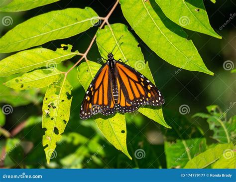 Monarch Butterfly On A Branch Stock Image Image Of Group Butterfly