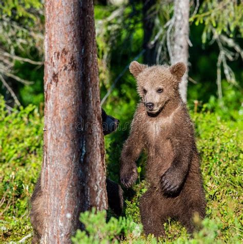 Brown Bear Cub Stands On Its Hind Legs Stock Image Image Of Juvenile