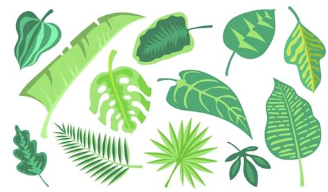 緑のエキゾチックな葉フラットイラストセット。漫画のモンステラとヤシのジャングルは、孤立したベクトルイラストコレクションを残します。熱帯植物と