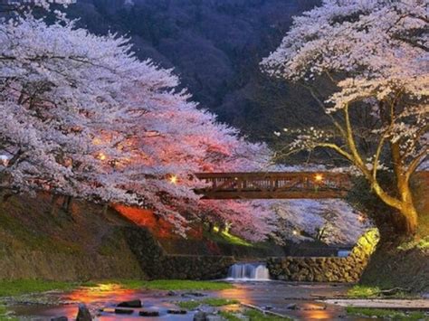 Cherry Blossom Bridge Kioto Japon Japon Pinterest