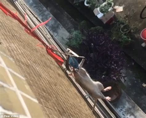 Chinese Man Punishes A Rat By Hanging It Down A Balcony Daily Mail Online