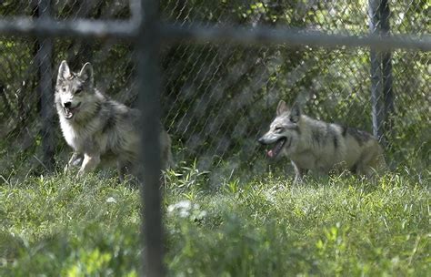 Wolf Pup Born In Missouri Offers Hope For Endangered Breed Am 1590