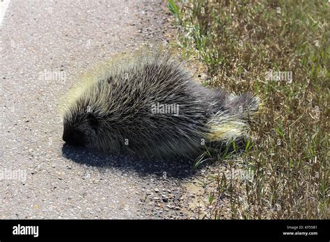 Porcupine Damage Hi Res Stock Photography And Images Alamy