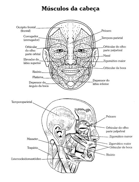 Anatomia Para Colorir Pdf