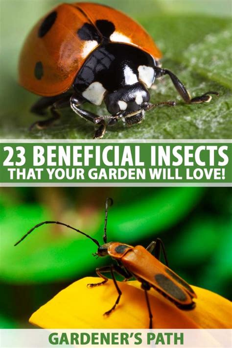 23 Beneficial Insects And Creepy Crawlies Great For Your Garden